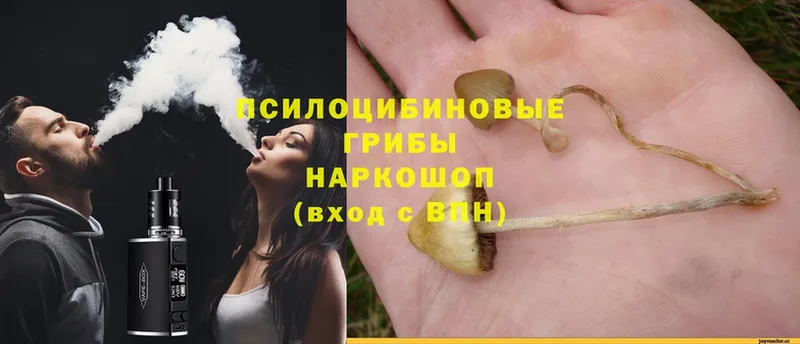 Псилоцибиновые грибы Cubensis  Бор 